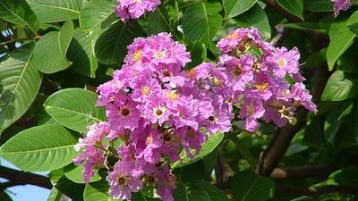 Lagerstroemia speciosa
