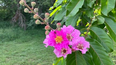 Lagerstroemia speciosa