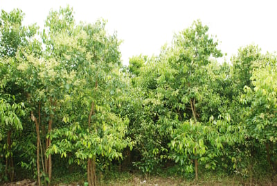 Cinnamomum verum