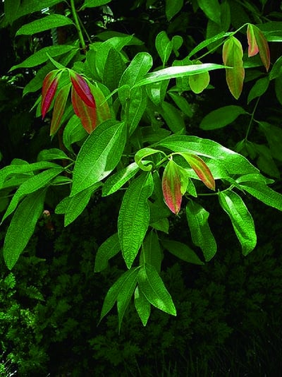 Cinnamomum verum