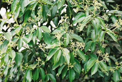 Cinnamomum verum