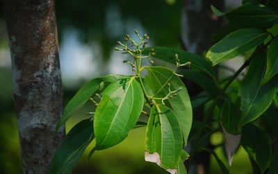 Cinnamomum verum