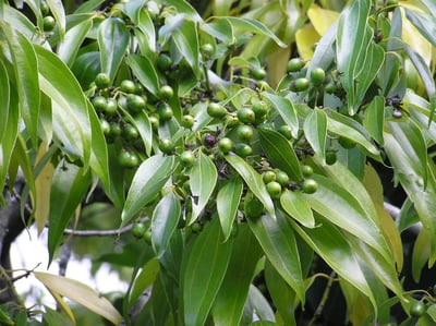Cinnamomum verum