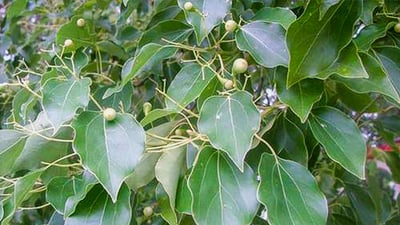 Cinnamomum camphora (?????)
