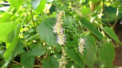 Pogostemon heyneanus