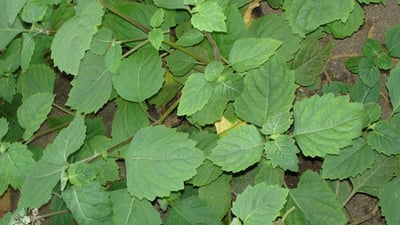 Pogostemon heyneanus