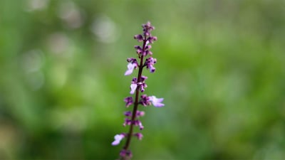 Plectranthus rotundifolius
