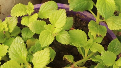 Plectranthus rotundifolius