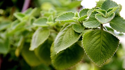 Plectranthus amboinicus