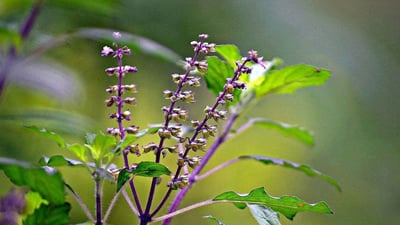 Ocimum tenuiflorum