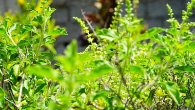 Ocimum tenuiflorum