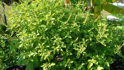 Ocimum tenuiflorum