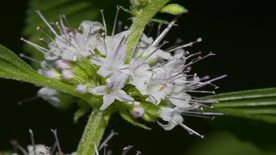 Mentha arvensis var. javanica (Oduthalan,??????)