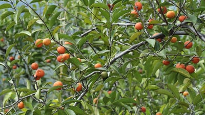 Salacia reticulata