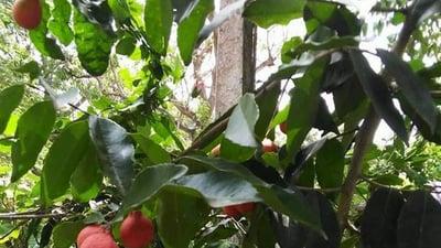 Salacia reticulata