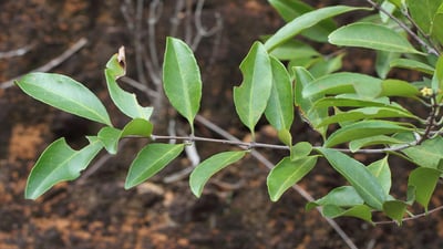 Salacia reticulata