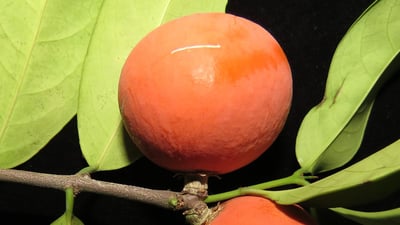 Salacia chinensis