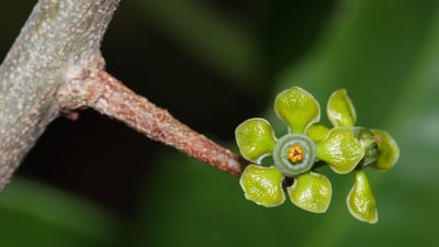 Salacia chinensis