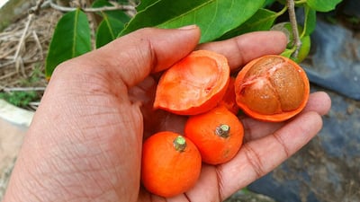 Salacia chinensis