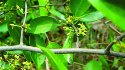 Salacia chinensis