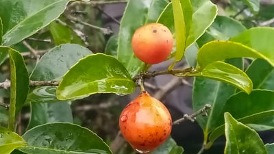 Salacia chinensis