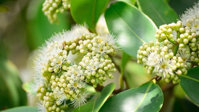 Salacia chinensis