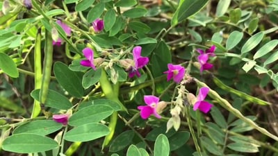 Tephrosia purpurea
