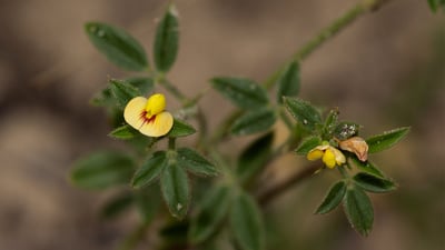Stylosanthes fruticosa