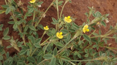 Stylosanthes fruticosa