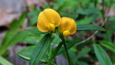 Stylosanthes fruticosa
