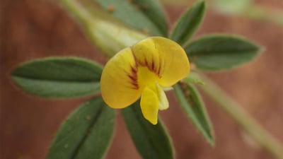 Stylosanthes fruticosa