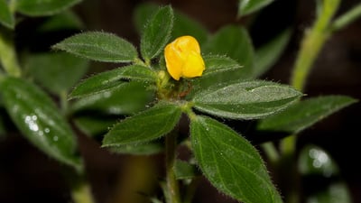 Stylosanthes fruticosa