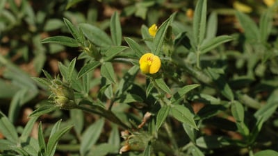 Stylosanthes fruticosa