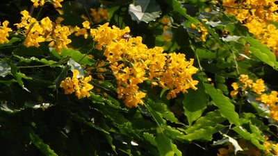 Pterocarpus indicus