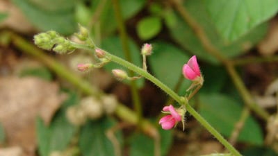 Pseudarthria viscida