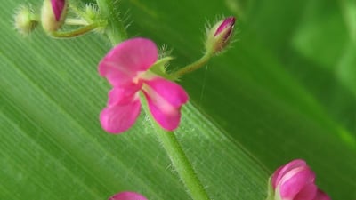 Pseudarthria viscida