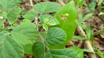 Pseudarthria viscida