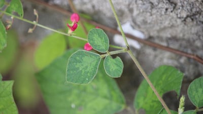 Pseudarthria viscida