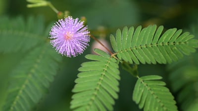 Nidikumba
