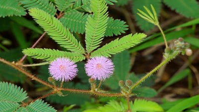 Nidikumba