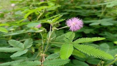 Nidikumba