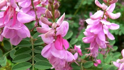 Indigofera tinctoria