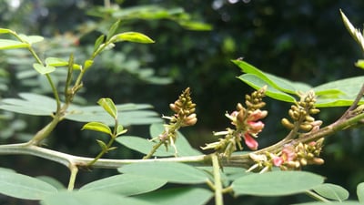 Indigofera tinctoria