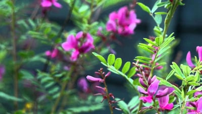 Indigofera tinctoria