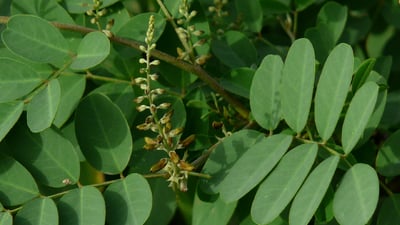 Indigofera tinctoria