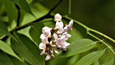 Gliricidia sepium