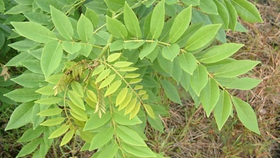 Gliricidia sepium