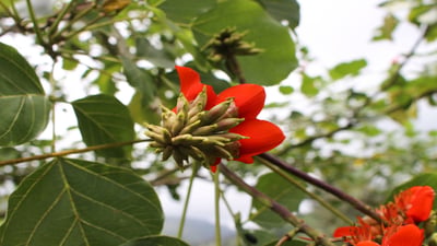 Erythrina variegata
