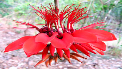 Erythrina variegata