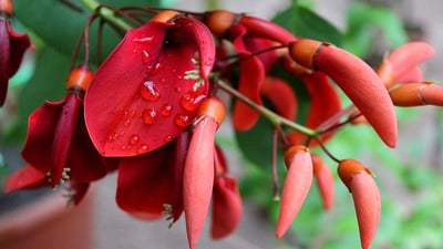 Erythrina variegata